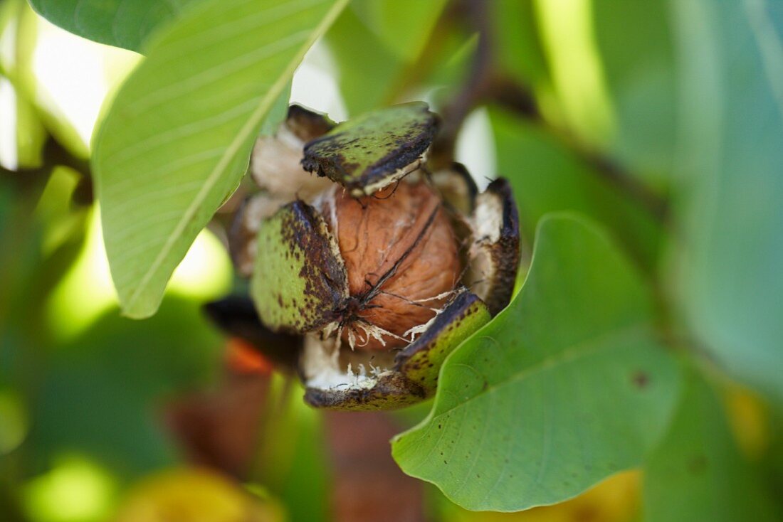 A fresh walnut on a tree