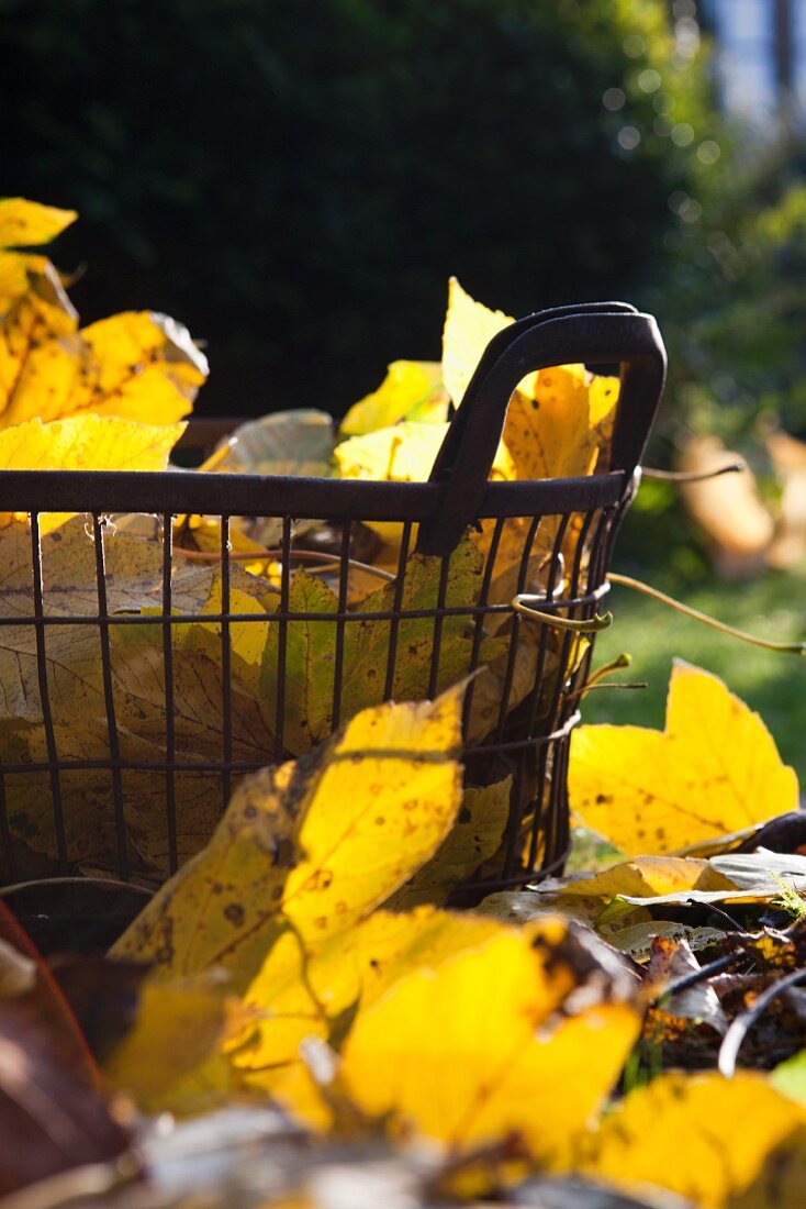 Autumn leaves and wire basket on lawn