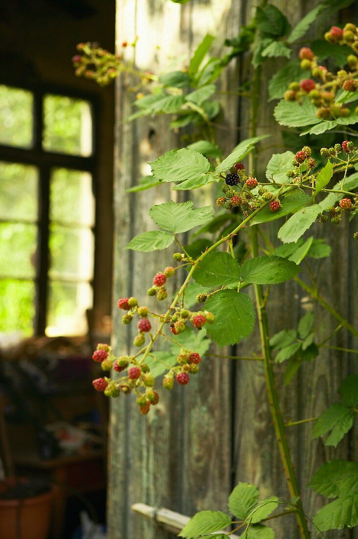 Brombeerranken an Holzwand