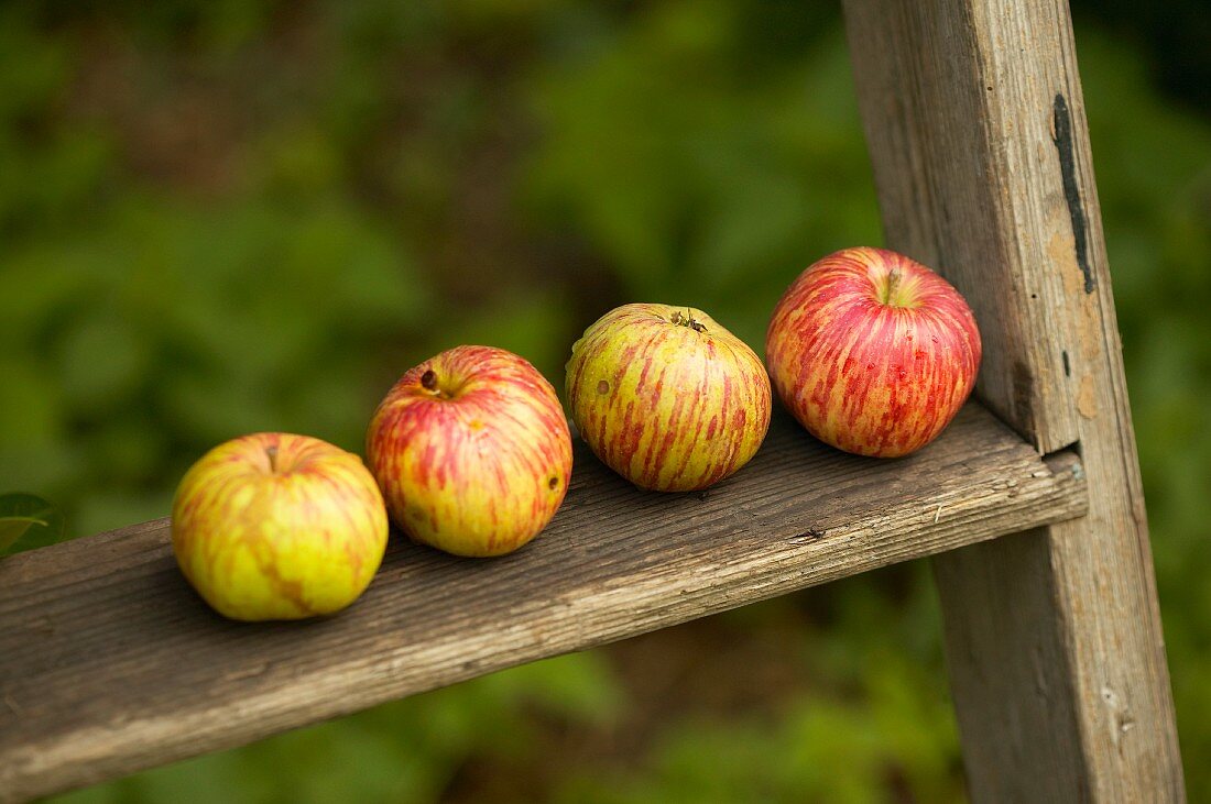 Organic apples on a wooden ladder