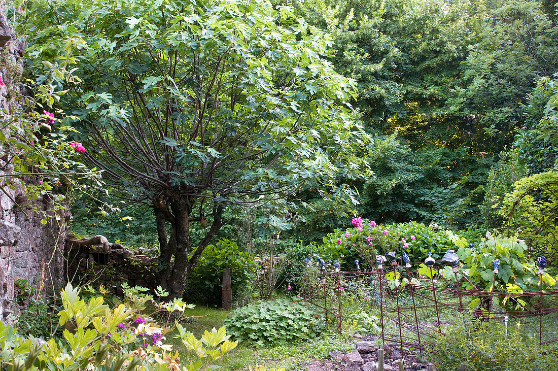 Sommerlicher Garten mit Steinmauer und blühenden Gartenpflanzen