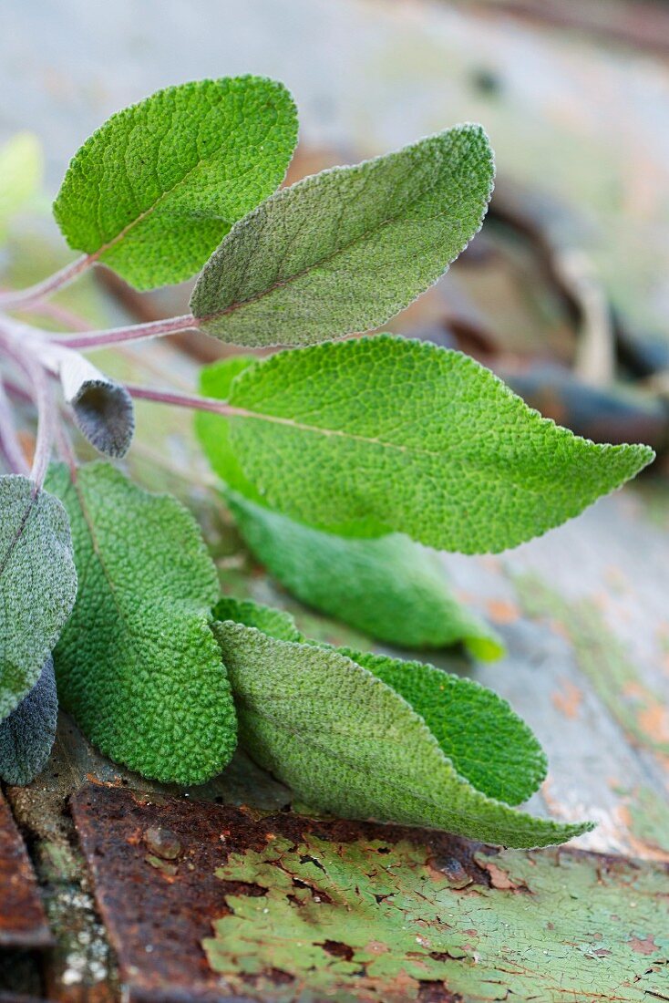 Sage leaves