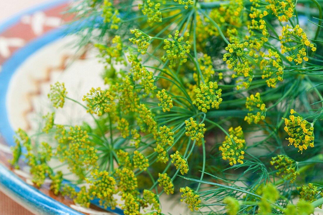 Dill flowers