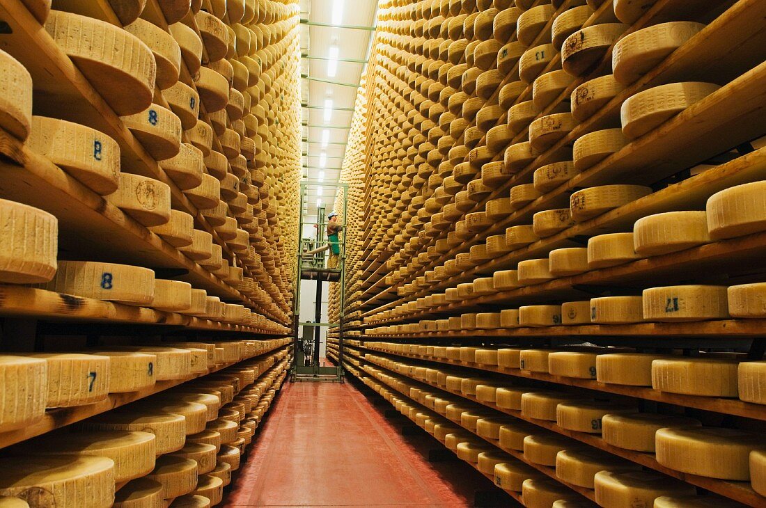Asiago cheese in a ripening cellar (Pennar dairy in Asiago, Italy)
