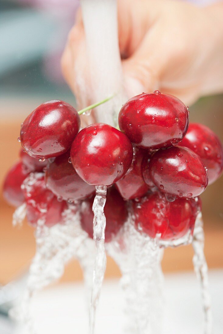 A hand holding sweet cherries under running water