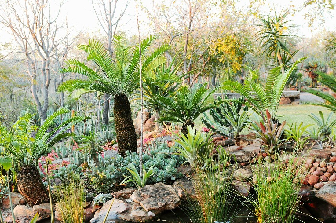 Fern palm in South African garden