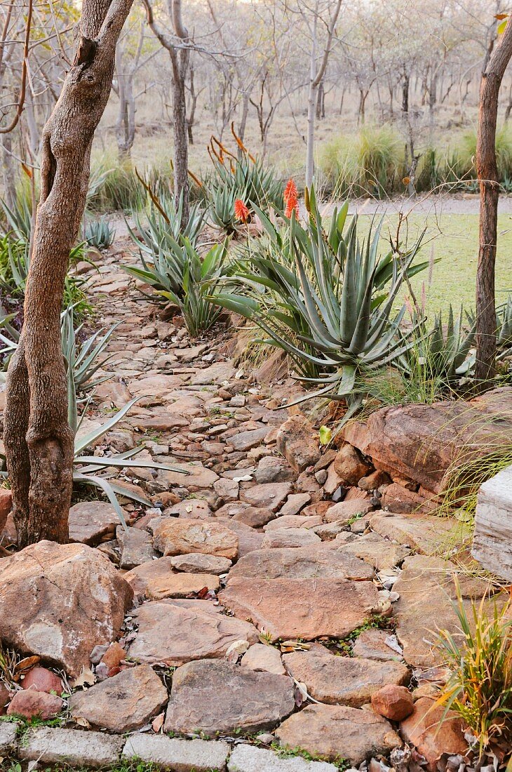 Gartenweg aus Steinen und Felsenbrocken mit blühender Aloe