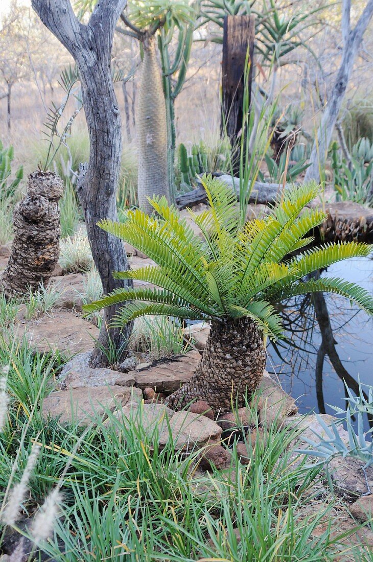 Fern palm and grasses by a pond