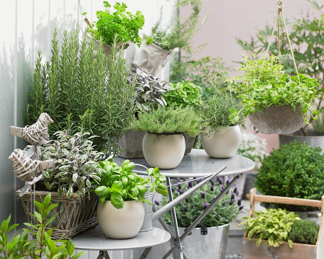 Fresh herbs in flower pots on a terrace