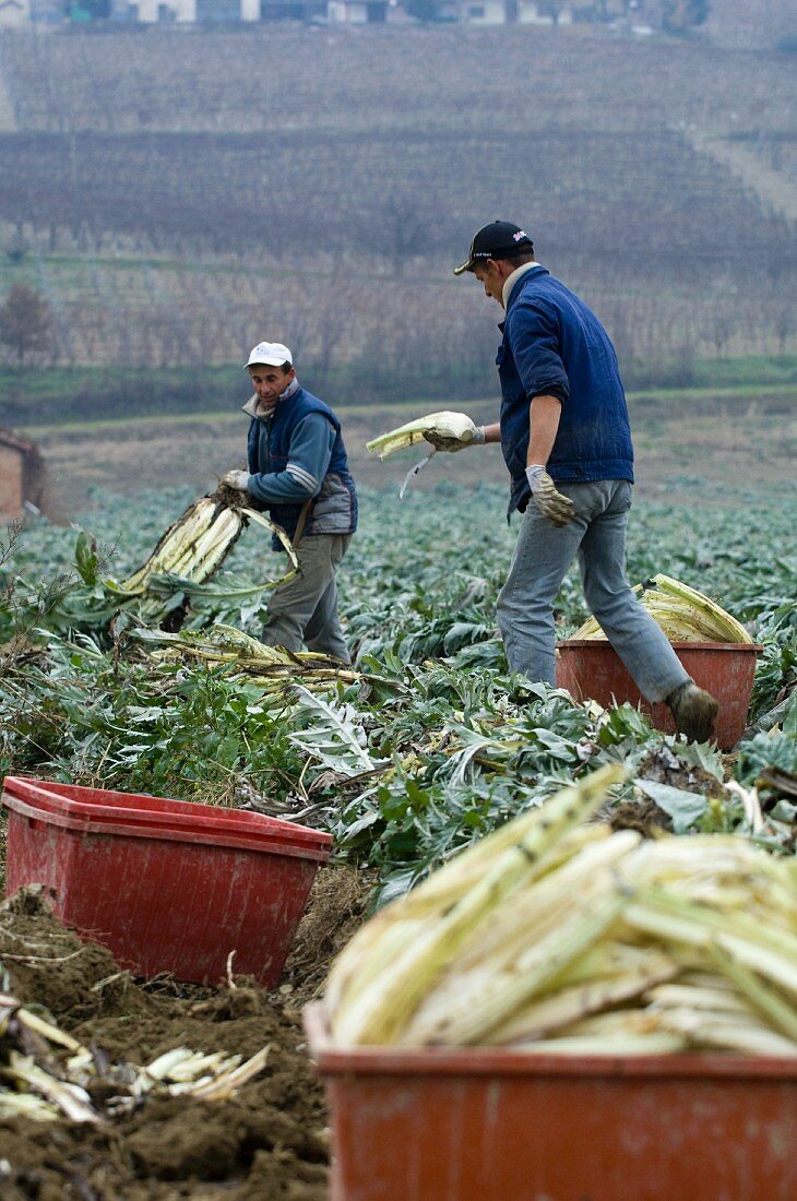 Arbeiter ernten Karden (Piemont, Italien)