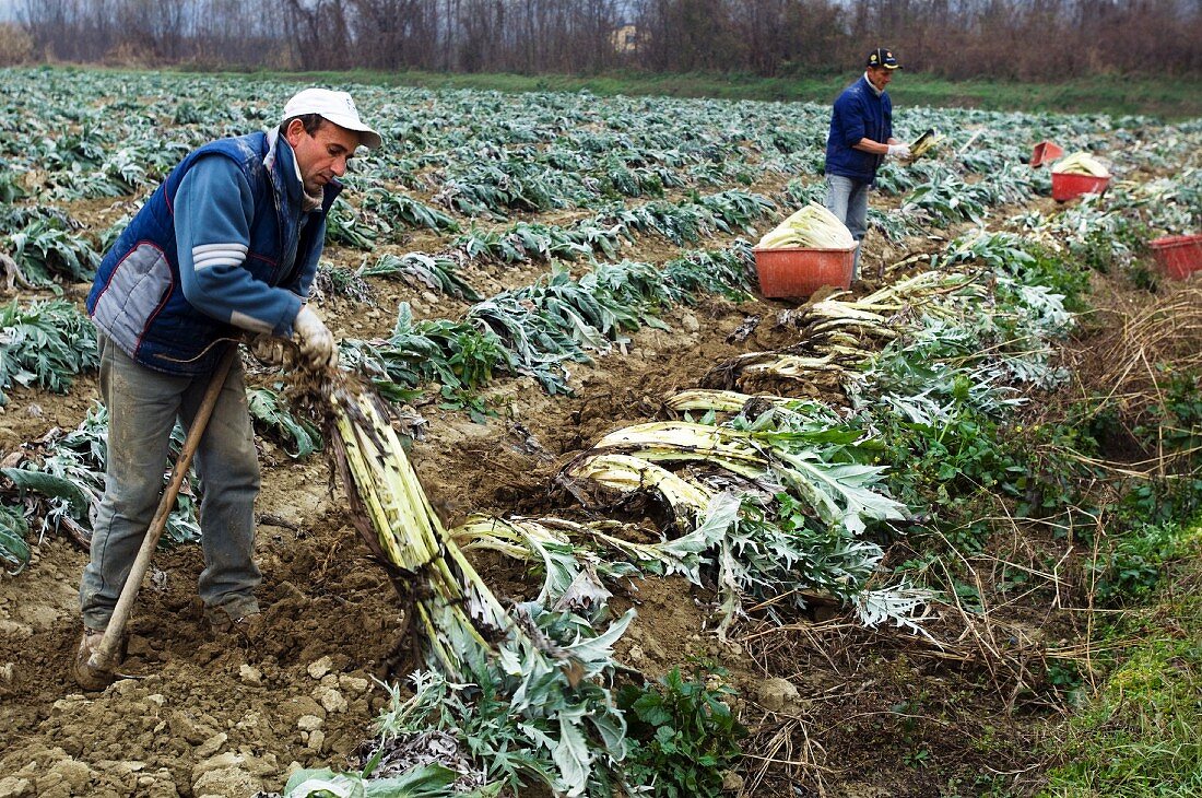 Workers harvesting cardoons (Piedmont, Italy)