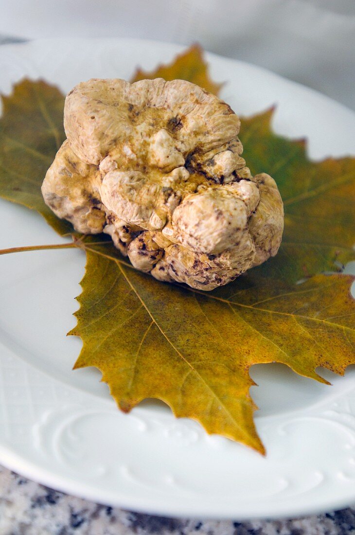 An Alba white truffle on a leaf