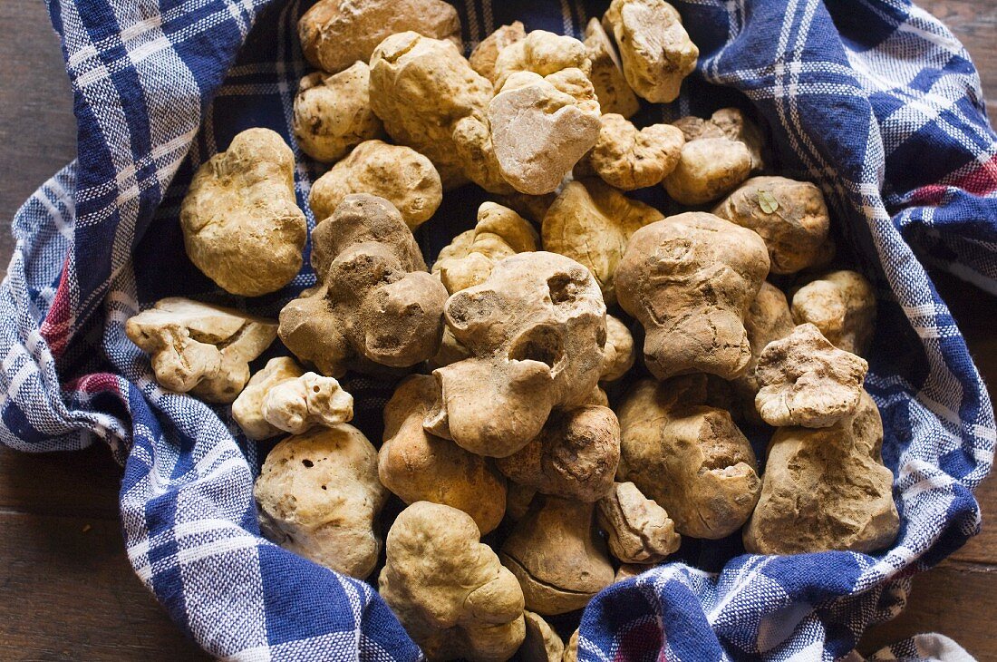 White Alba truffle on a checked cloth