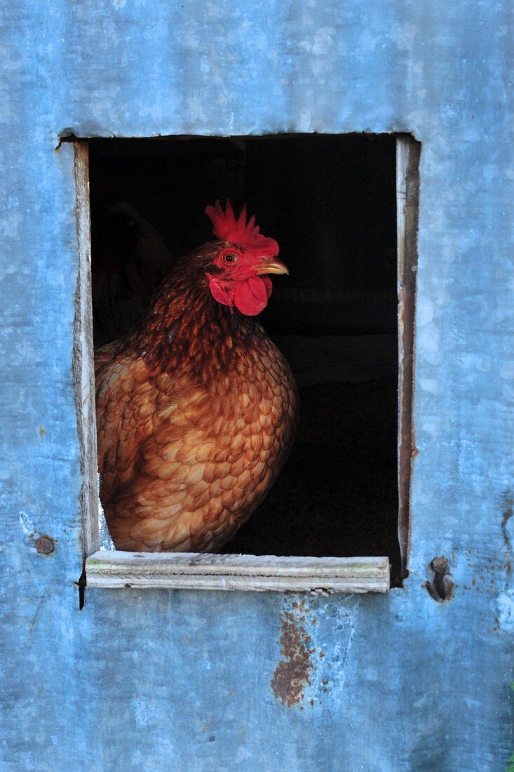 Huhn im Hühnerstall