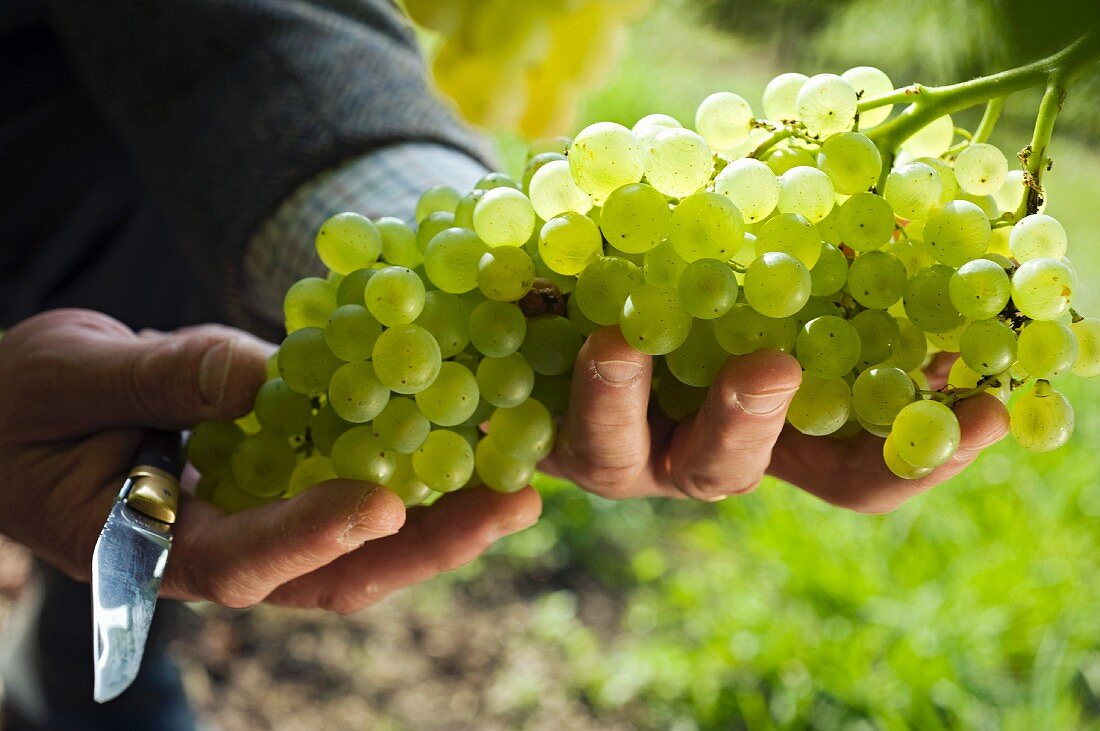 Ugni Blanc, die Traubensorte für Cognac, Saint Preuil in der Grande Champagne