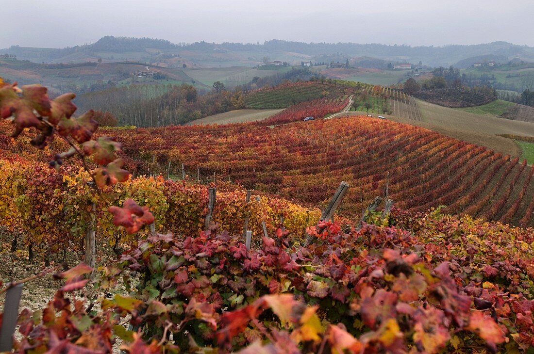 A Dolcetto vineyard south of Monferrato d Alba, Piedmont