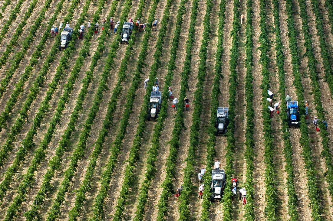 Grapes being harvested in a large team (Castello Brolio, Tuscany)