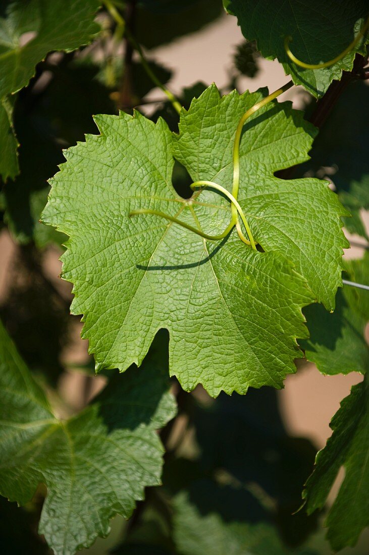 Weinblatt am Rebstock (Sorte Zweigelt)