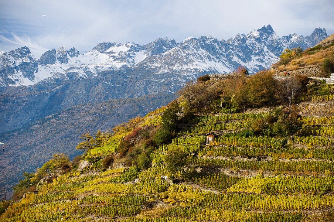The highest vineyard in Europe in Vispertal, Switzerland