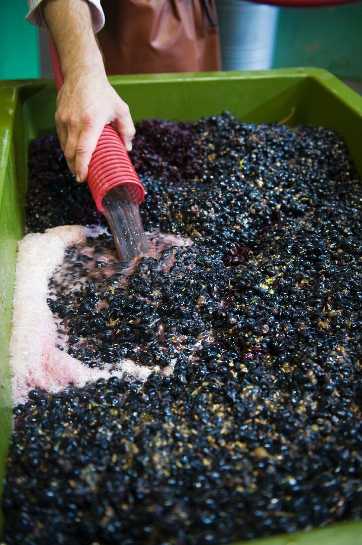 Die Trauben zur Vinifikation von Rotwein werden in eine Stande gefüllt