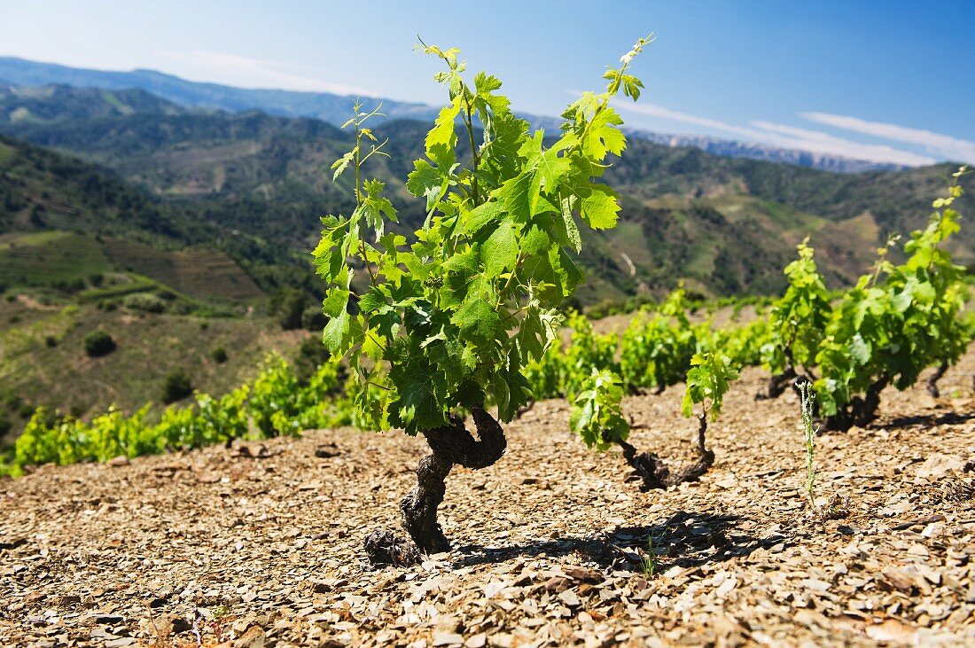 Garnacha vines growing in stony ground at the Ferrer Bobet winery in Catalonia