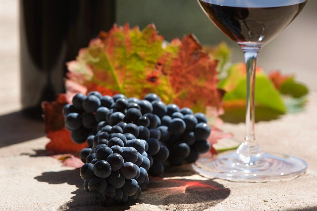 Sagrantino Traube aus der Gegend Montefalco (Umbrien) und ein Glas Rotwein
