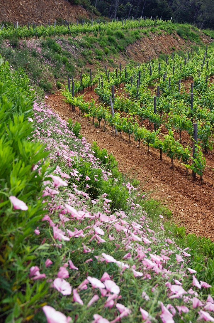 Terrassierte Rebberge des Weingutes Clos d'Agon, Calonge, Spanien