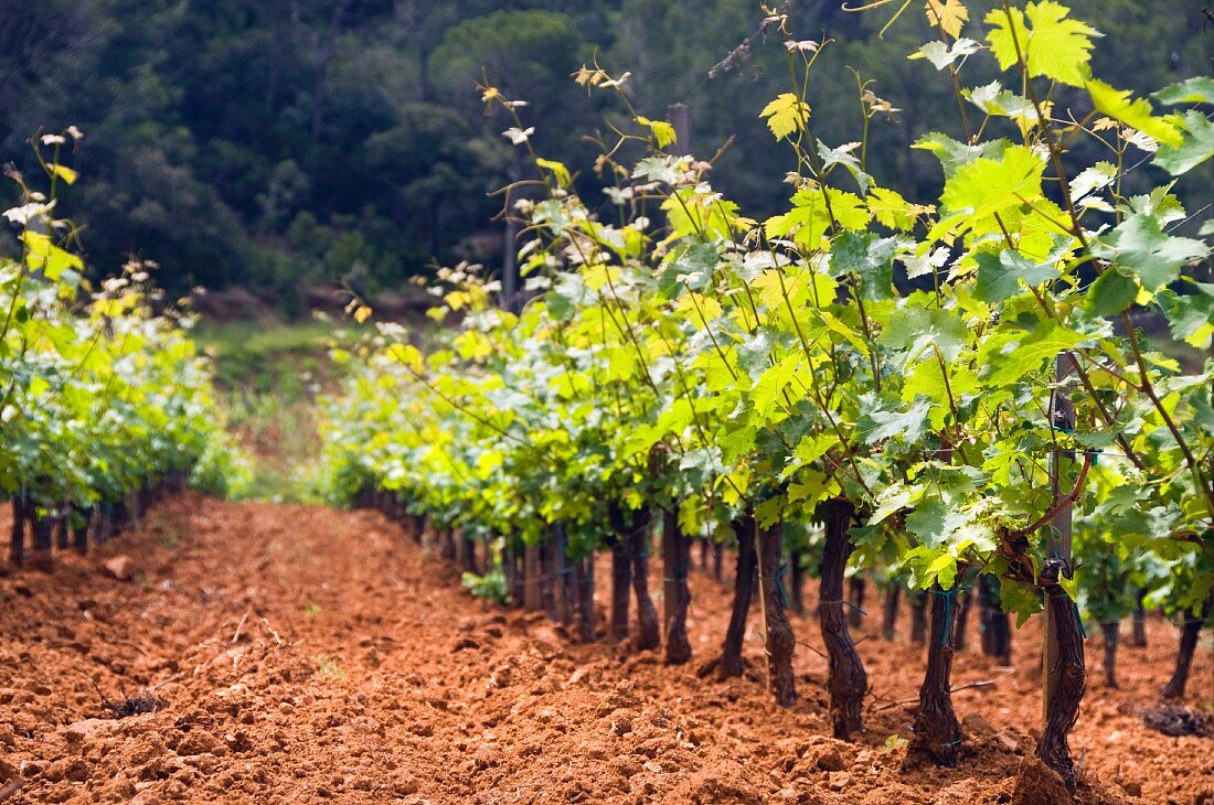 Terroir, Clos d'Agon winery, Calonge, Spain