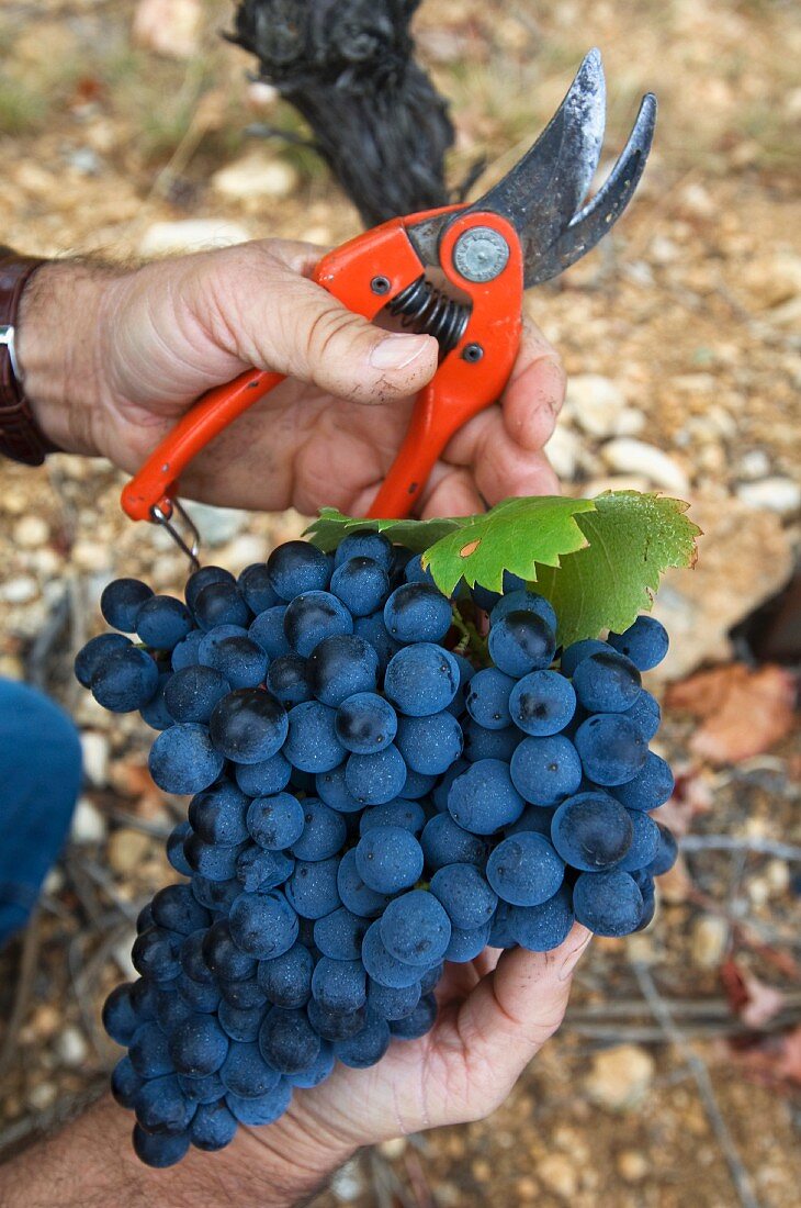 Hands holding Mourvedre red wine grapes and a pruning shears