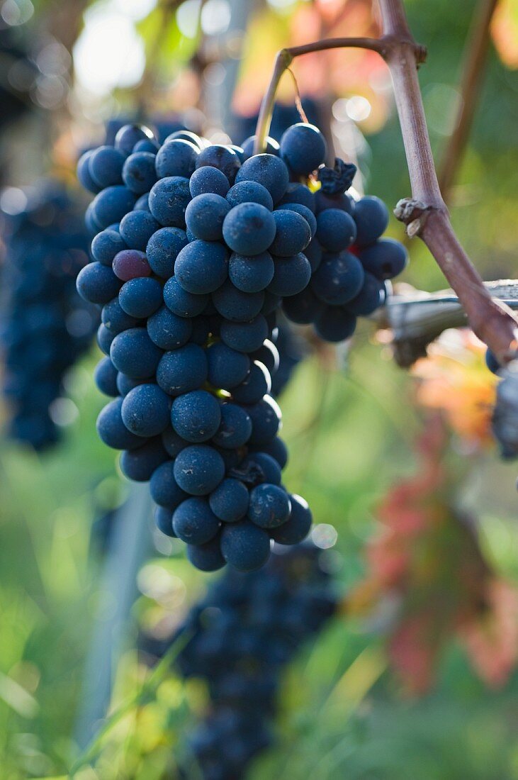 Barbera Trauben kurz vor der Ernte (Piemont)