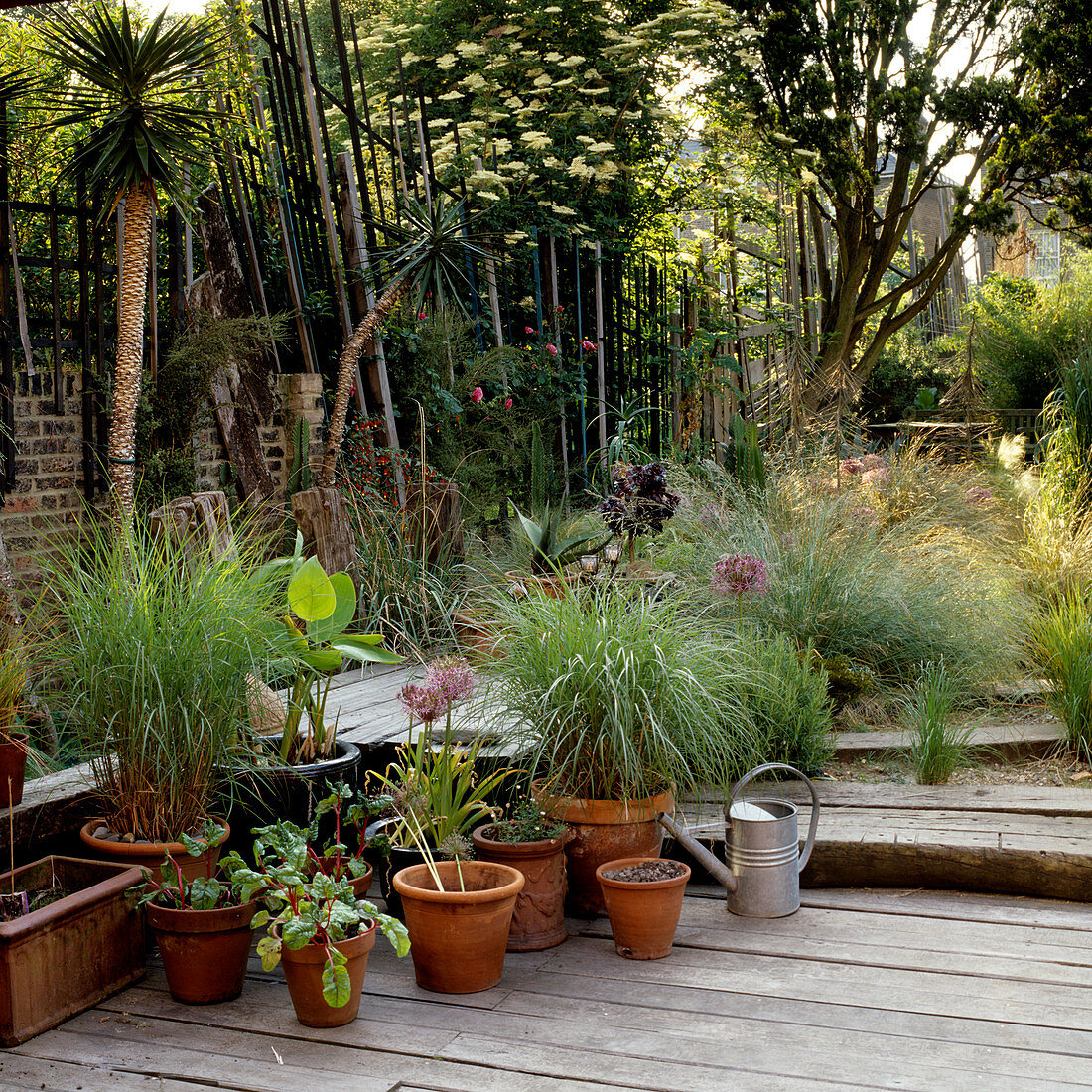 Ornamental grasses in terracotta pots on wooden deck of Mediterranean garden