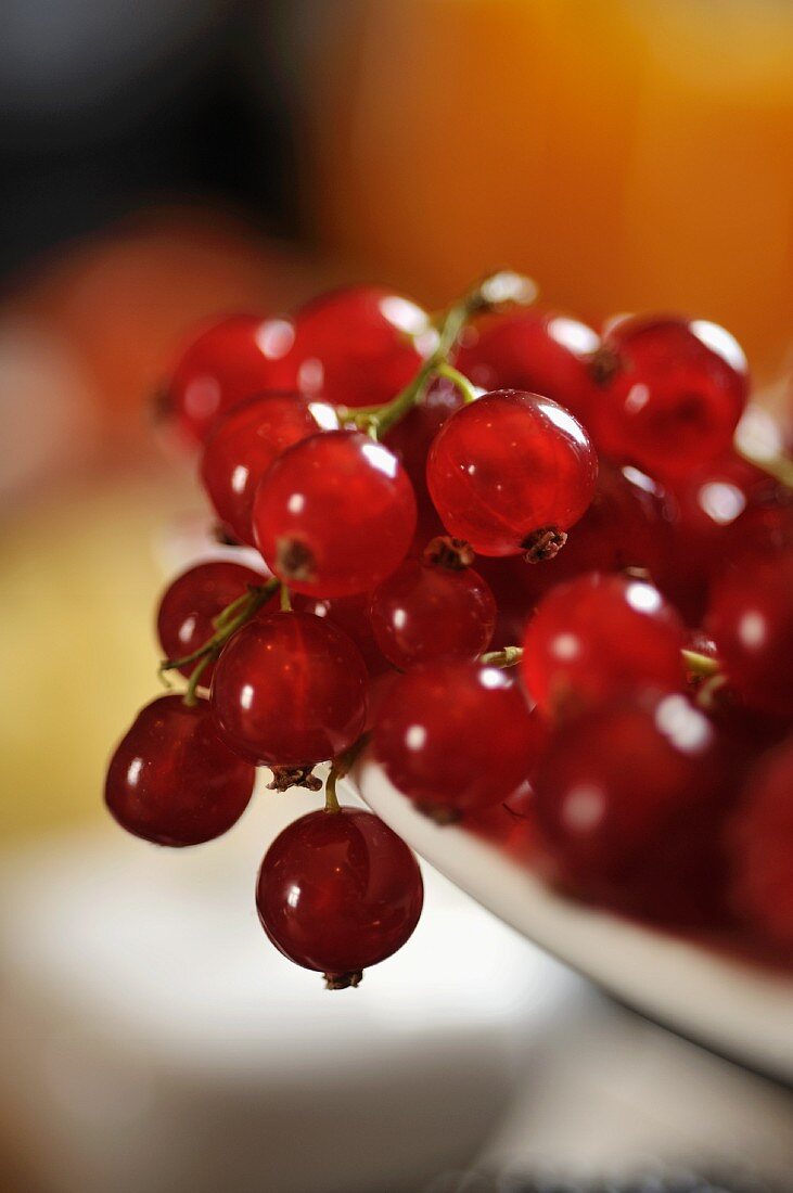 Rote Johannisbeeren (Close Up)