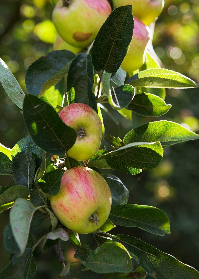 Apple on the tree