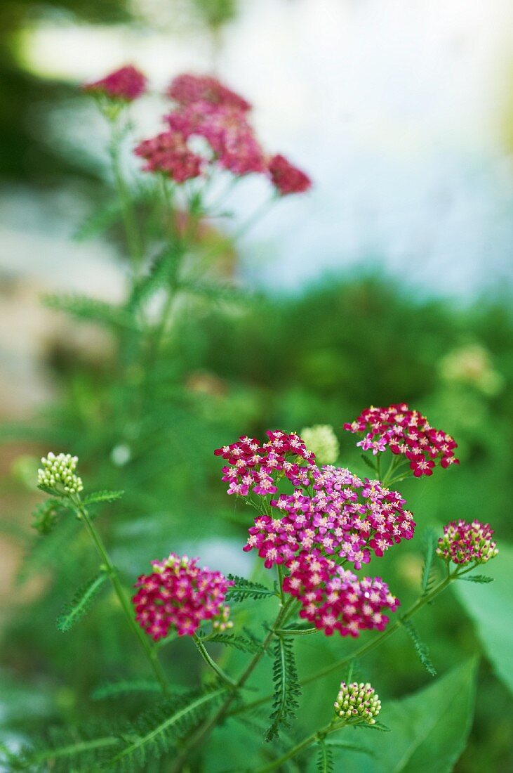 Flowering yarrow in a garden