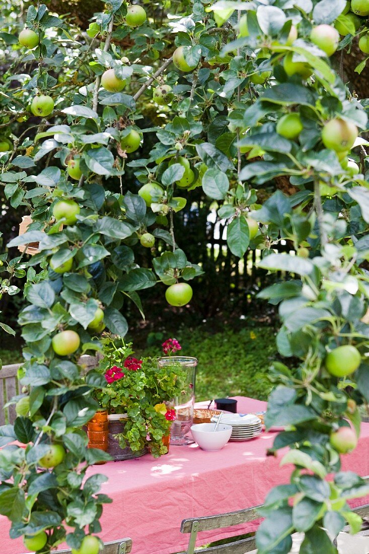 Gedeckter Tisch mit rosa Tischtuch unter Apfelbaum