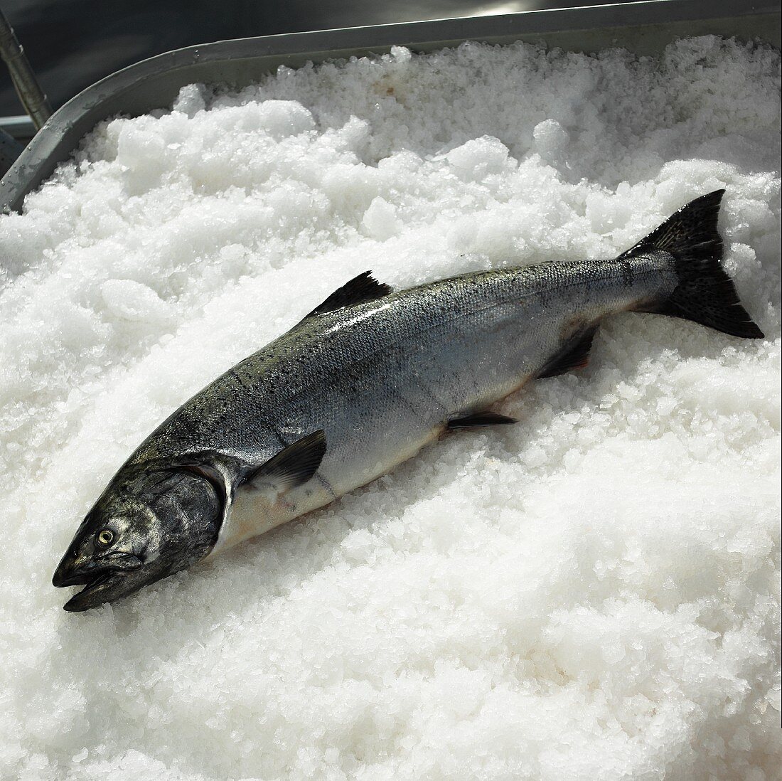 Whole Fresh Salmon on Crushed Ice