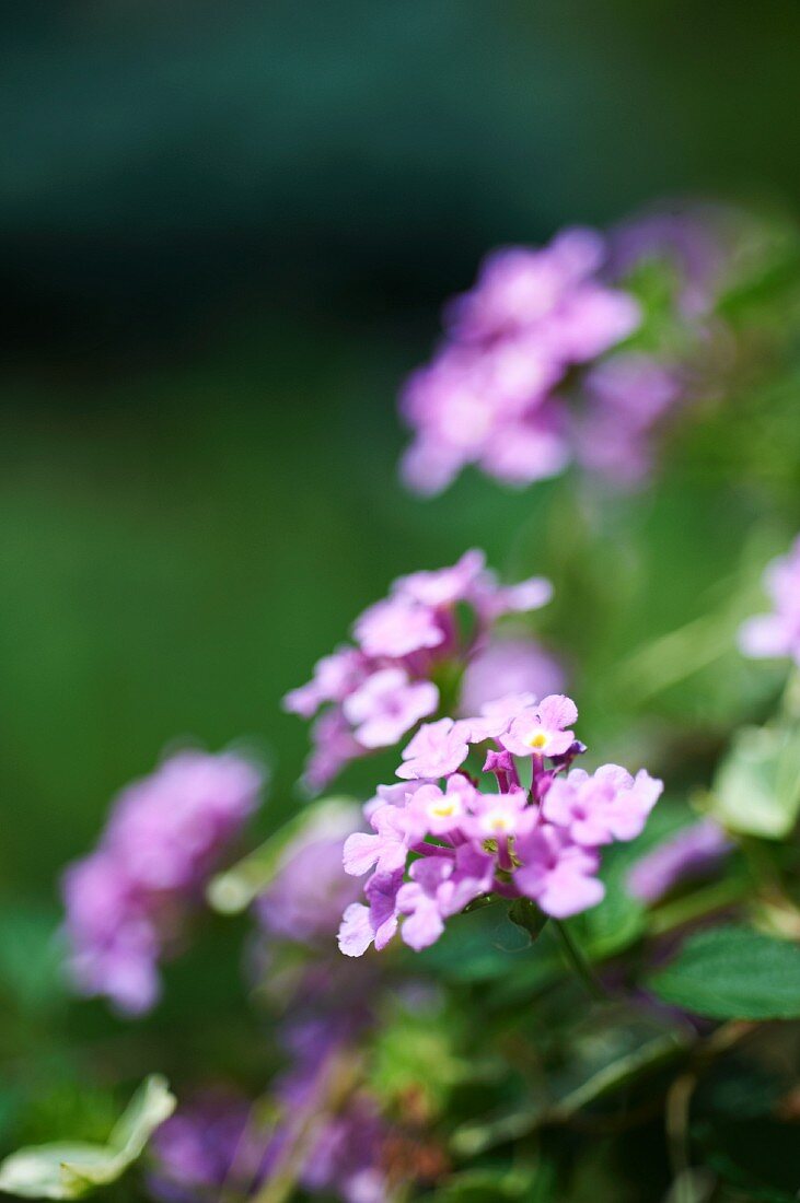 Lila Phlox im Garten (Close Up)