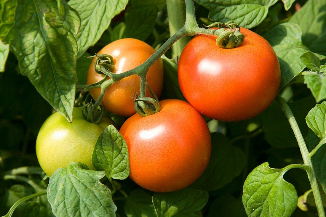 Tomatoes on a plant (close-up)