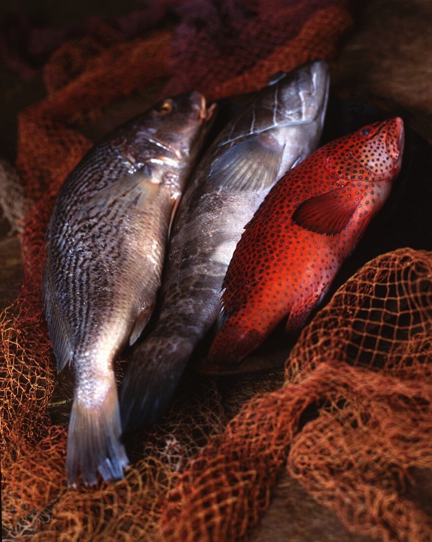 Various fish in a net