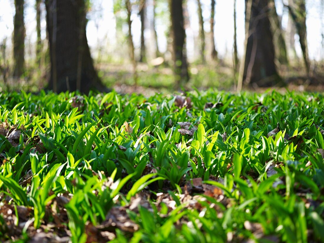 Bärlauch im Wald