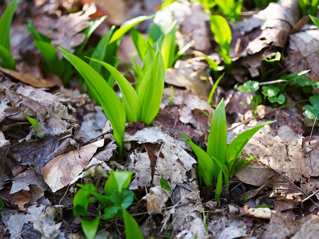 Chive growing in a forest (close-up)