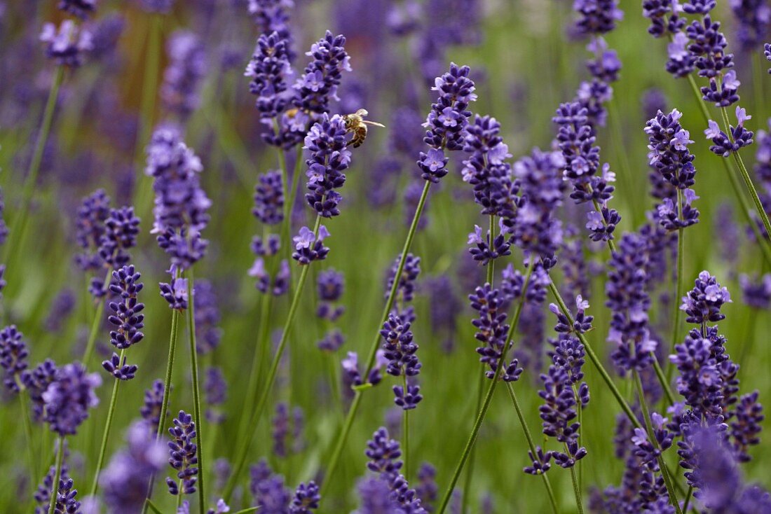 Lavender flowers and a bee