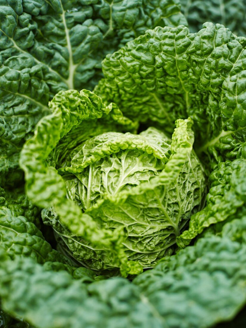 A savoy cabbage (close-up)