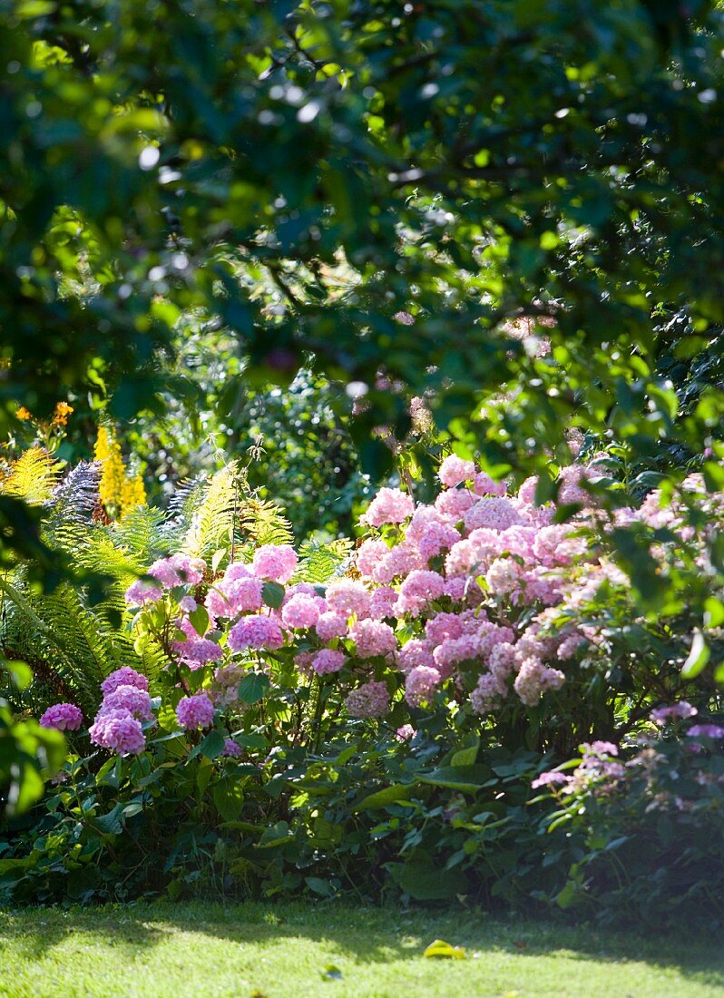 Pink flowers in garden