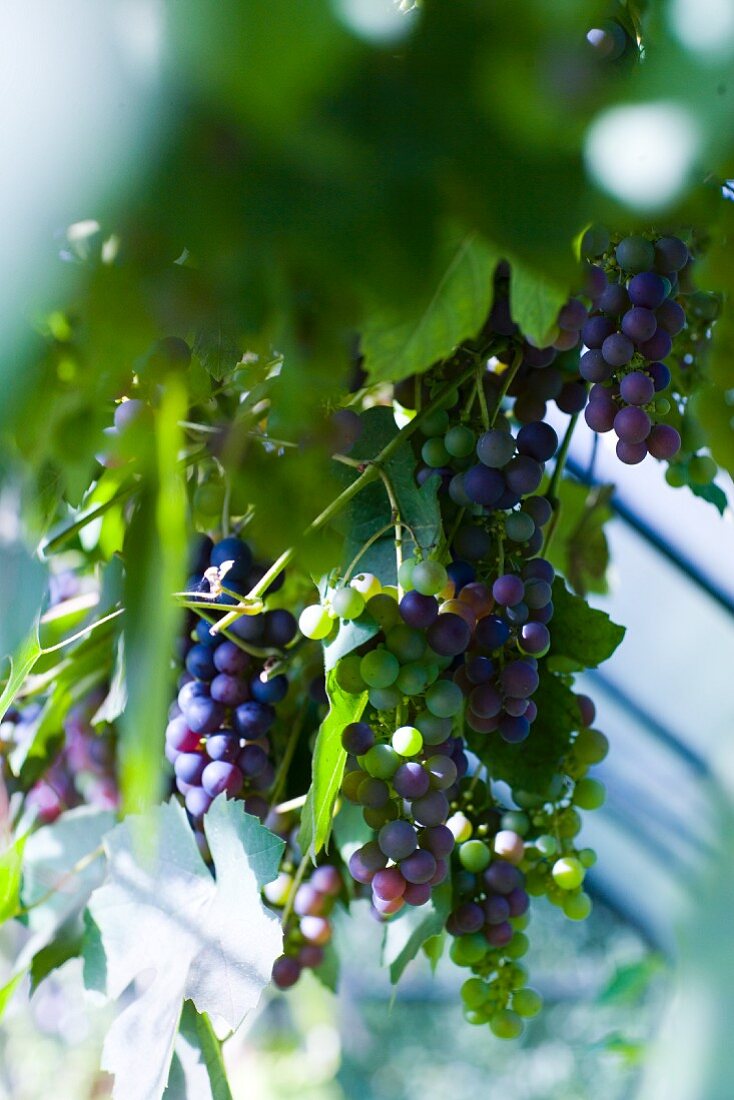 Blaue Weintrauben am Weinstock hängend