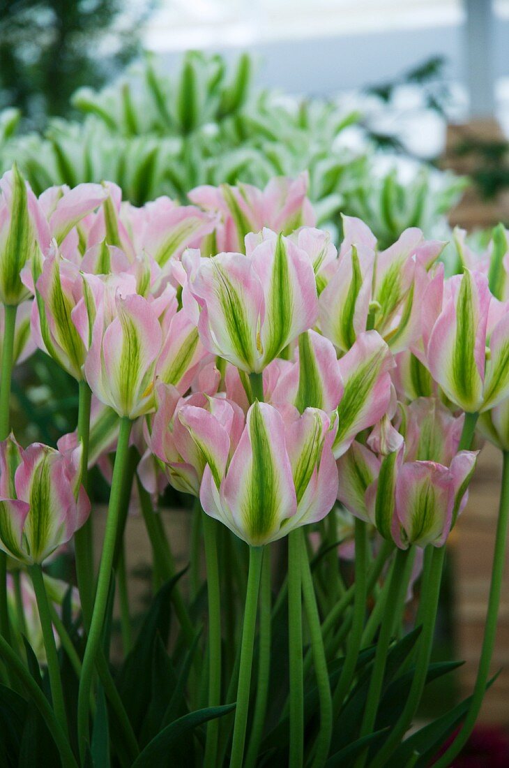 Pink Tulips