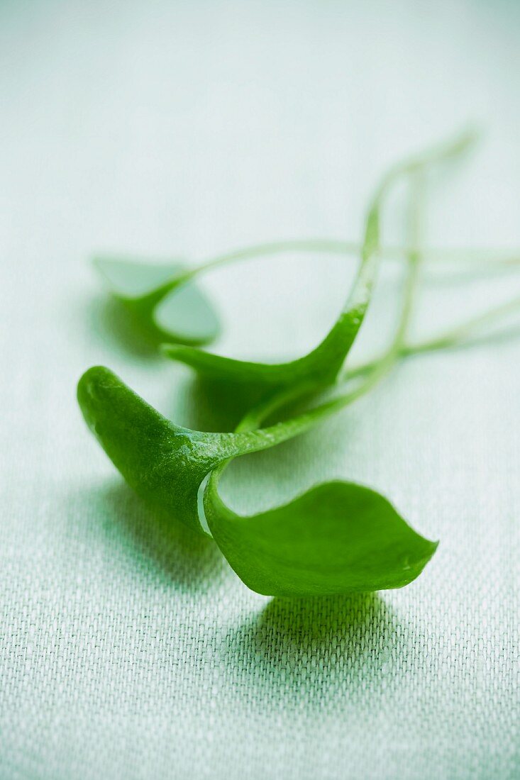 Fresh purslane leaves