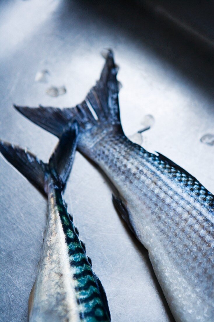 Fresh mackerel and sea bream