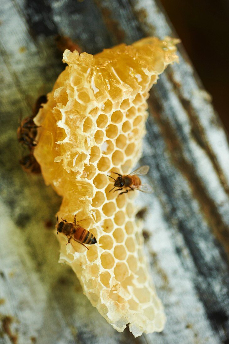 Bienen an einer Honigwabe