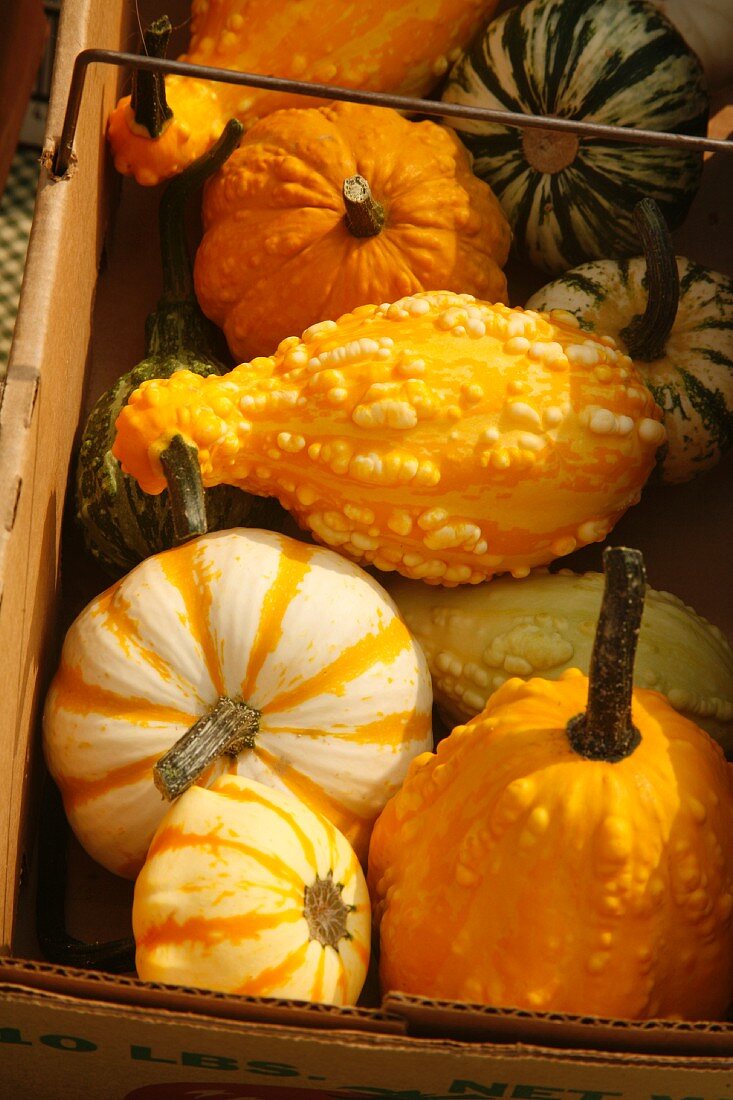 Basket of Mixed Organic Gourds on Display at Farm Market